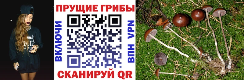 Галлюциногенные грибы мицелий  darknet формула  Екатеринбург 